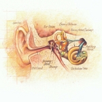 Types and Causes of Hearing Loss